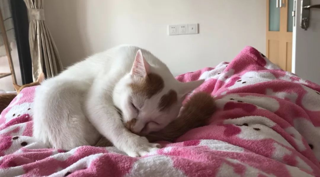 如何区分猫咪有鼻涕和泪痕,蓝白猫咪有泪痕怎么回事