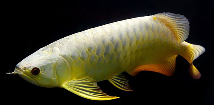 龙鱼水泡病可以下盐吗,龙鱼头部水泡怎么治疗