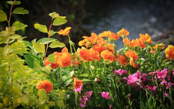 最美院子乡村,最美庭院农村轻奢