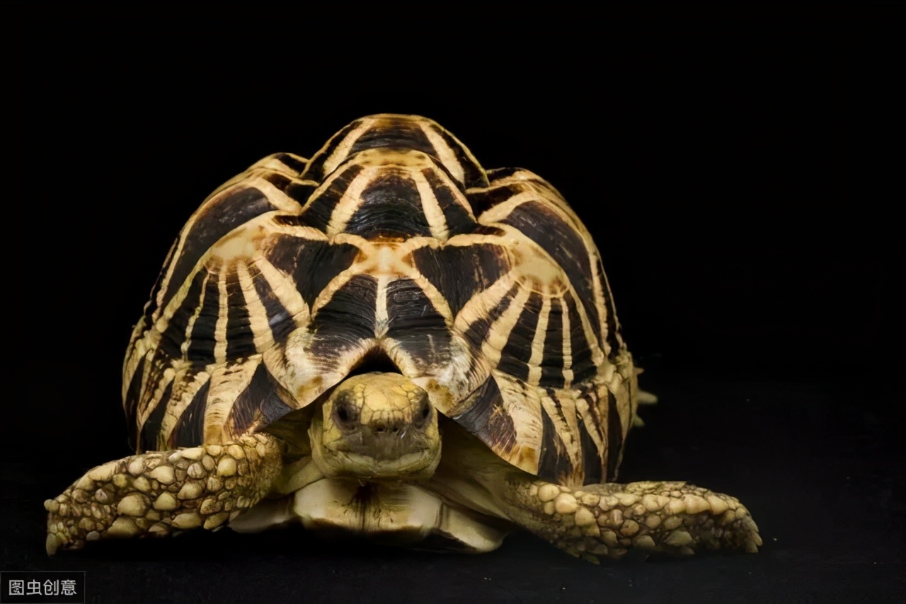 龟类纪录片,龟类图片