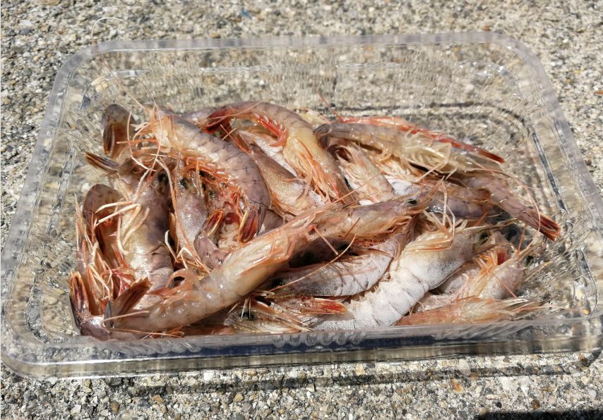 外国游客在日本钓鱼是一个什么样的体验？