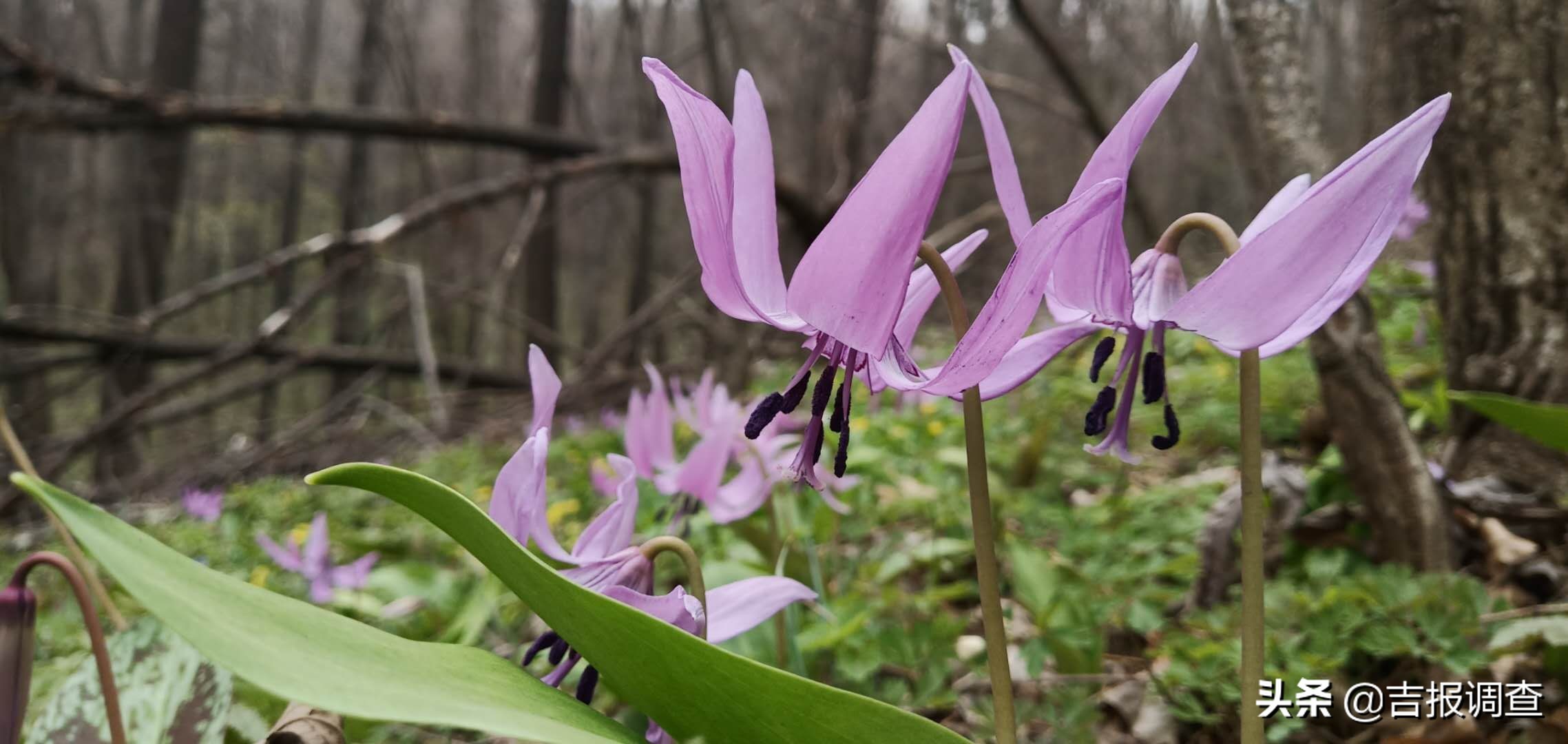 竞相怒放的猪牙花把靖宇所有的山坡装点得妩媚动人！