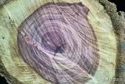 六种常用木材,常见的十种木材