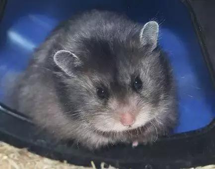 仓鼠种类大仓鼠,仓鼠的详细资料仓鼠的种类