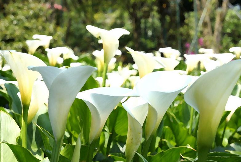 马蹄莲的花期管理要点有哪些方面,马蹄莲一年四季如何养护