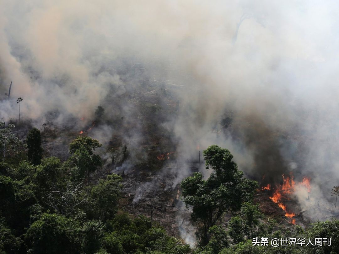 亚马逊雨林救动物,地球之肺亚马逊雨林