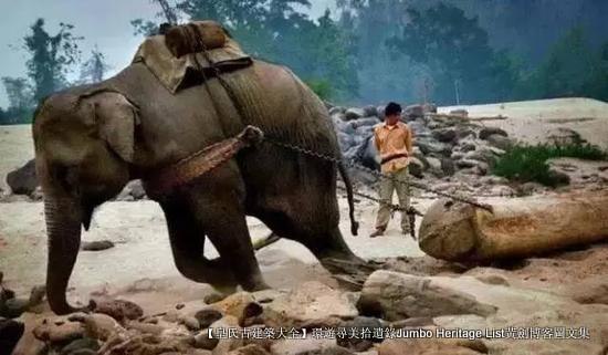 第1844回:皆伐破坏栖息生态,间伐劳工大象伐木