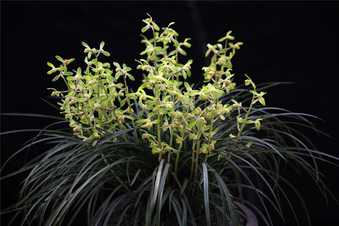 江阴人少景美,江阴有哪些人文景观