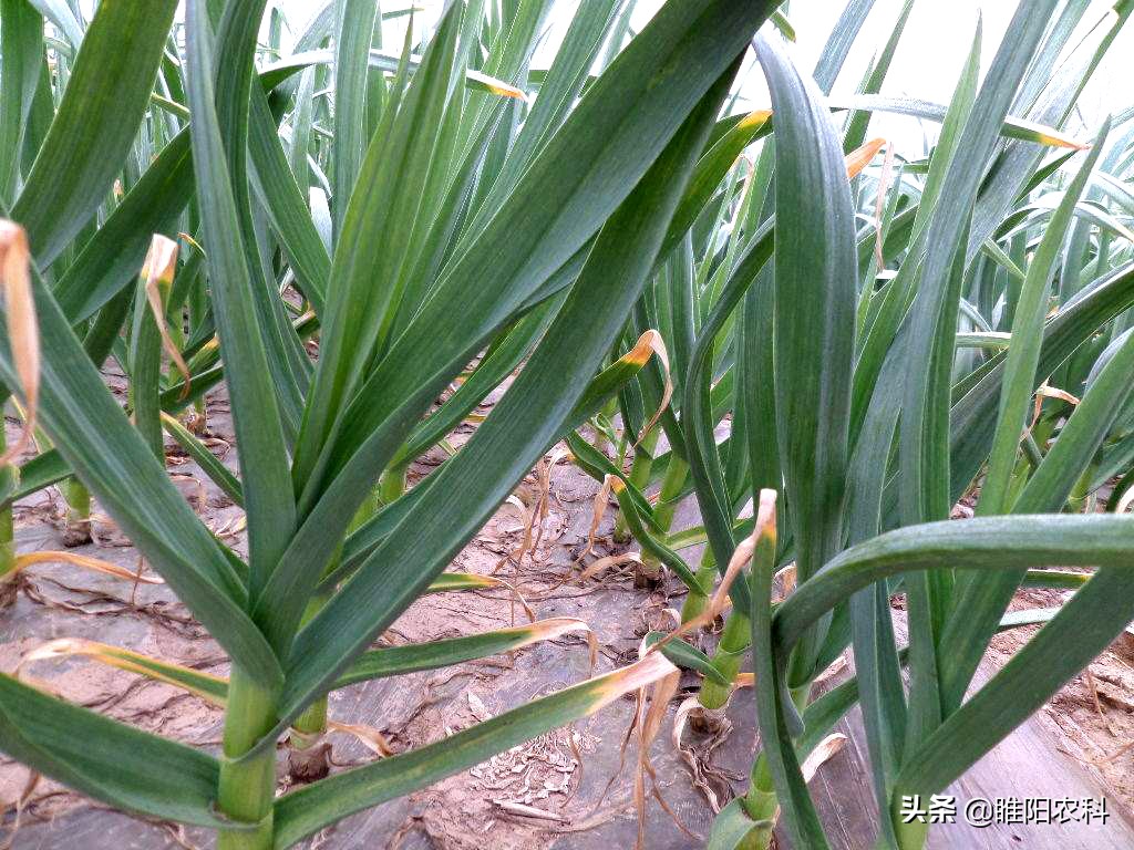 大蒜膨大增产的最佳方法,大蒜鳞茎膨大期是什么时间