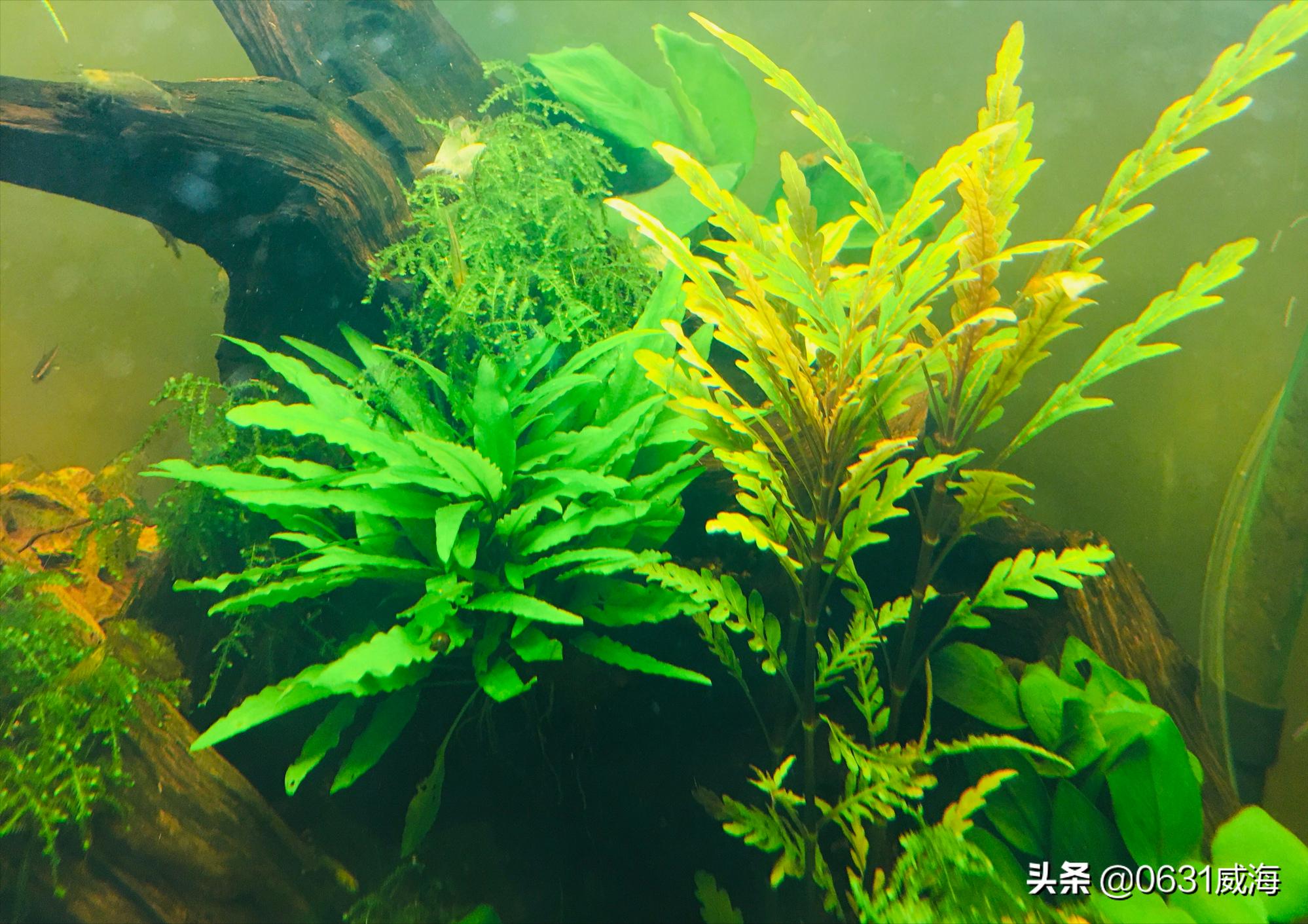 掌握好这五点养好金鱼根本就不难,养金鱼的技巧和方法合集