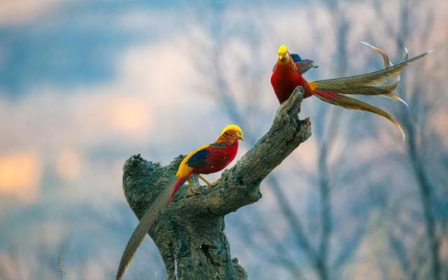 老农放羊发现凤凰,六旬老汉山中放羊看到金凤凰