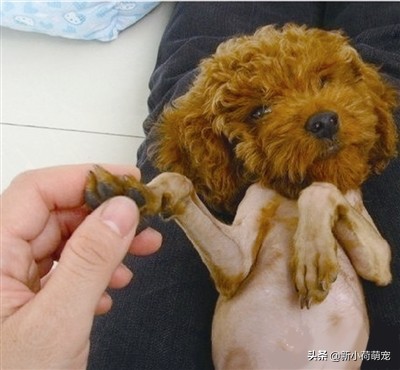 养狗有哪些乐趣,养狗的好处和坏处共9篇