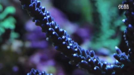 精油是什么东西有什么功效,精油是什么