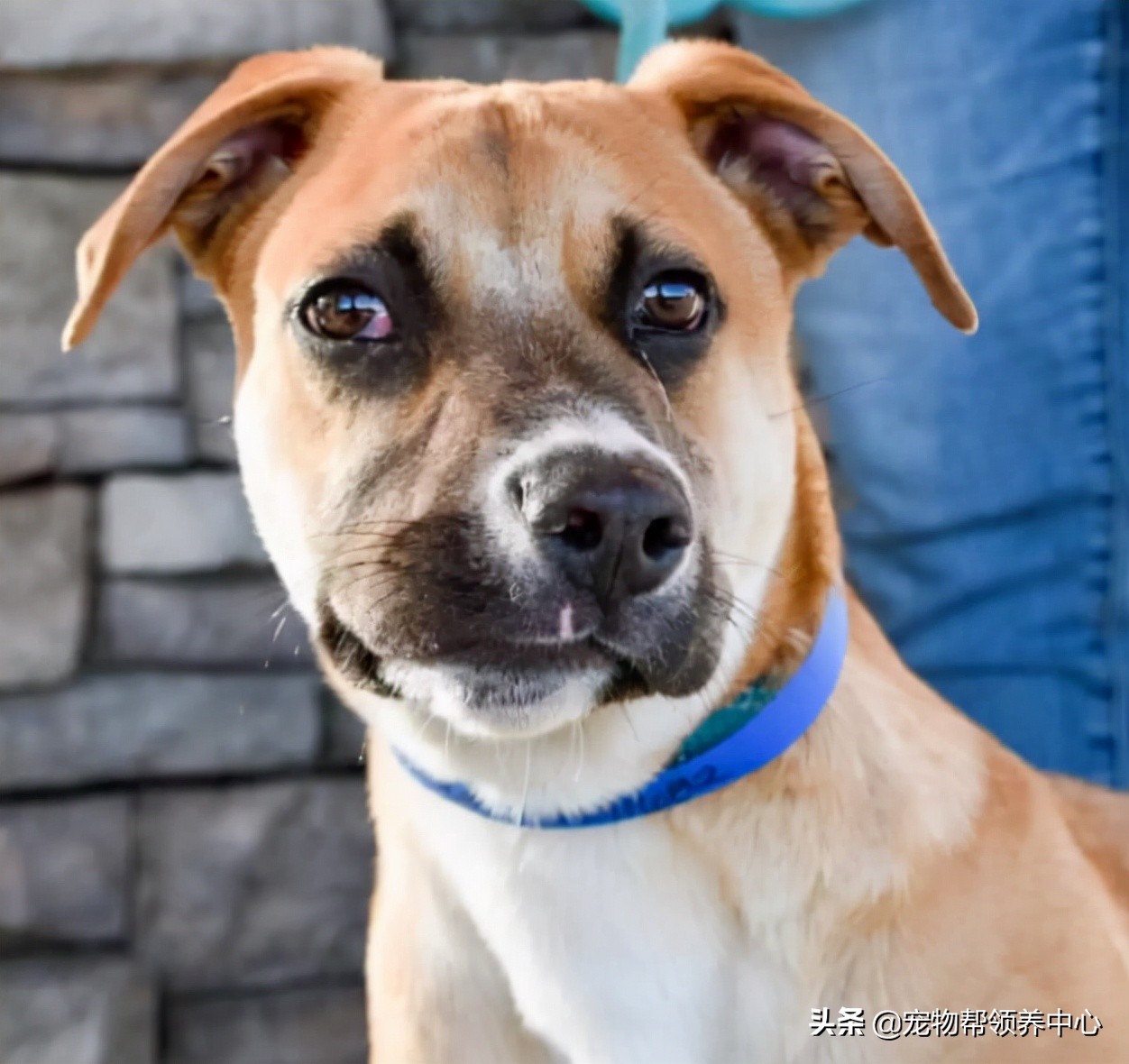 狗狗天生眼斜鼻子歪,狗狗有眼斜嘴歪的么