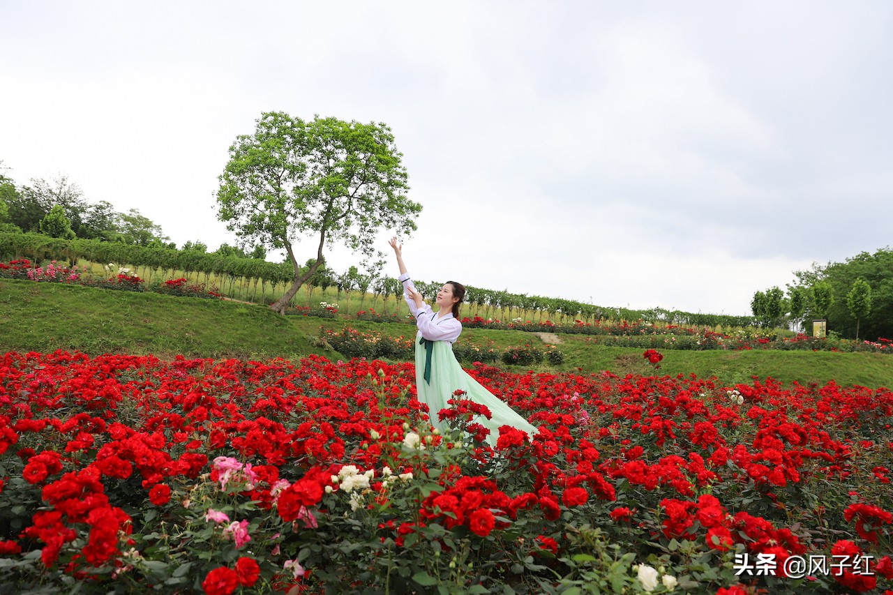 华中最大的玫瑰花园,中国最大的玫瑰花海