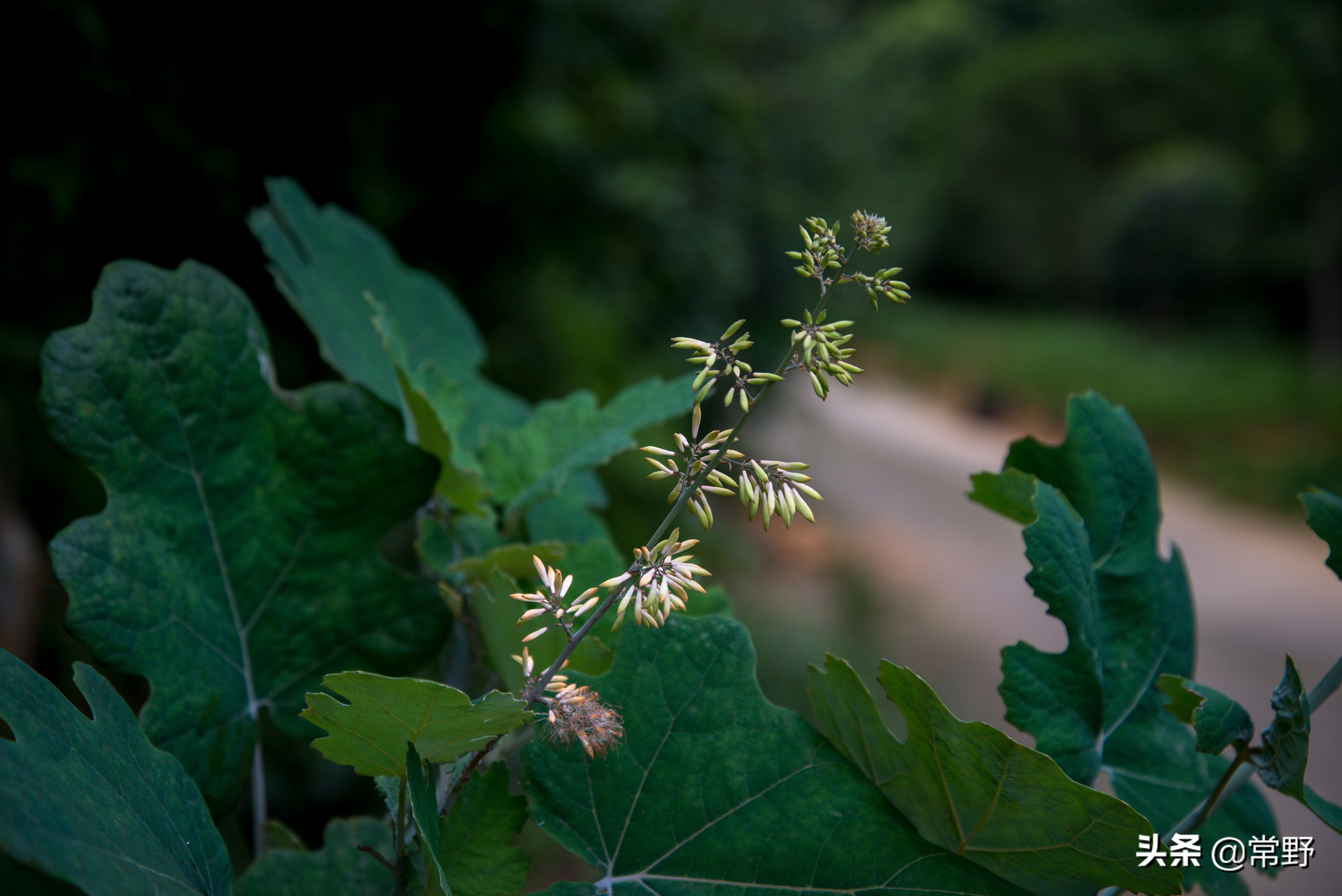 长沙谷山为什么叫谷山,长沙郊野公园