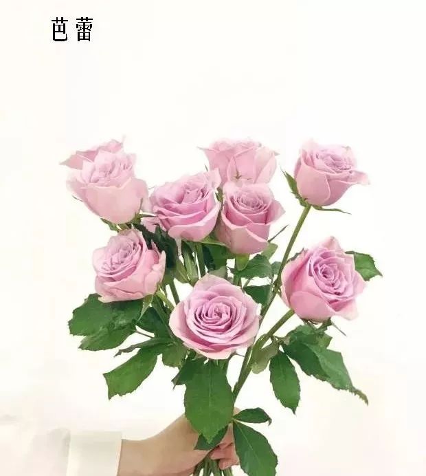 鲜花店常见花材品种大全,花店里同款的两种不同价格的花材