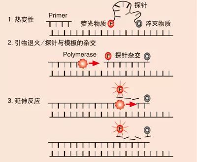 hpv检测试剂国内排名,hpv性能验证方案