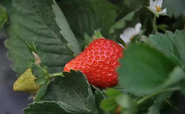 多菌灵百菌清甲基硫菌灵,多菌灵的正确使用方法不溶解