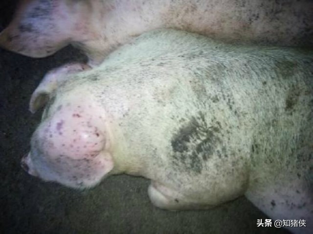 猪耳朵被咬伤肿大鼓包怎么办,猪耳朵鼓大包怎么回事