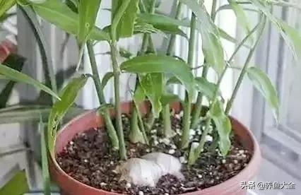 生姜盆栽的最佳时间,盆栽生姜的全过程