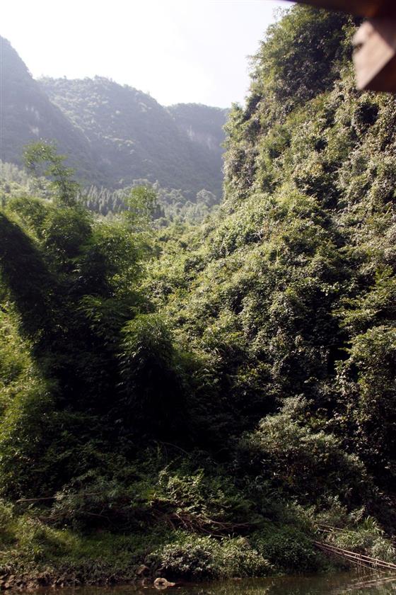 黄山的金凤凰,山沟里的金凤凰湖北