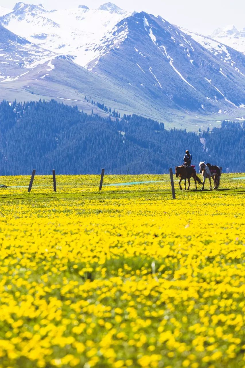 夏天的北疆美景,六月的北疆有多美
