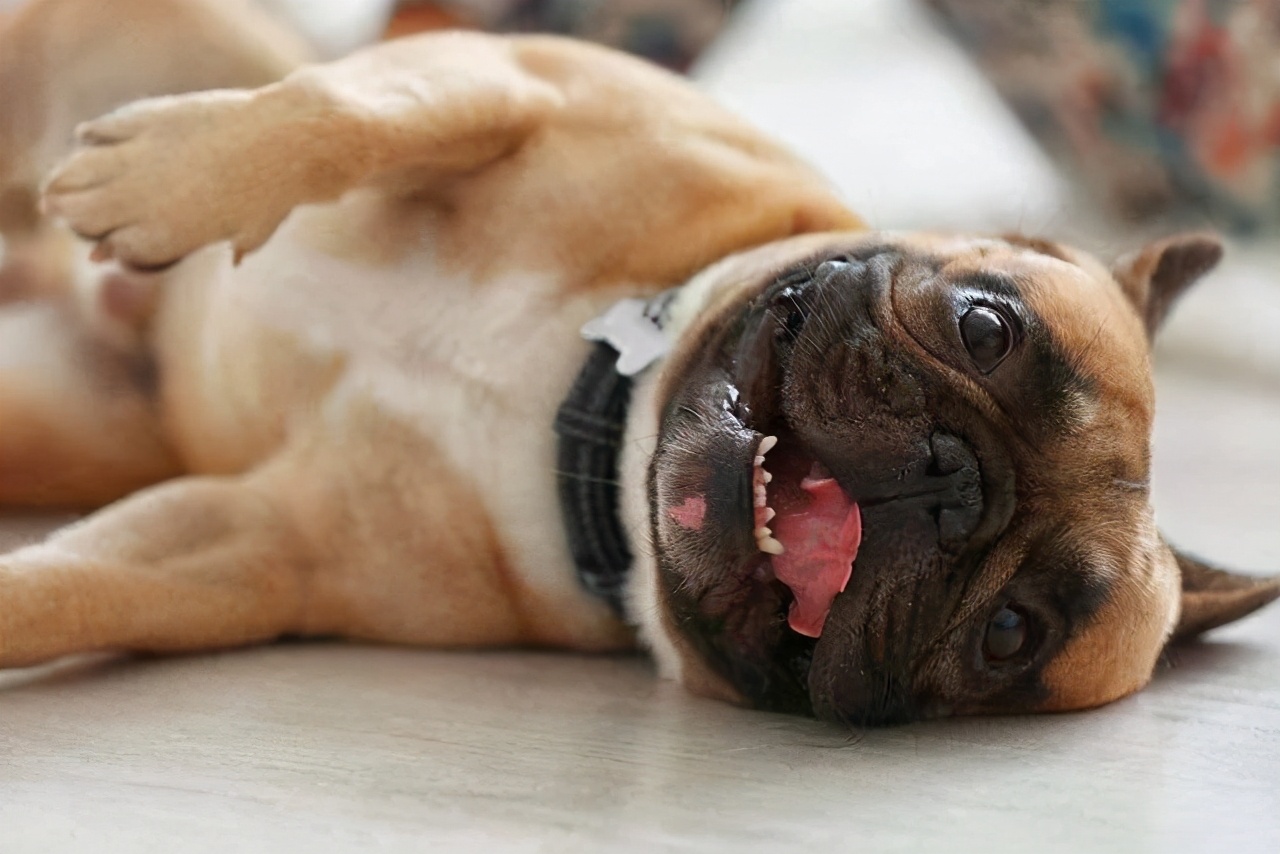 狗狗呕吐的原因及处理方法,狗狗呕吐的6种颜色