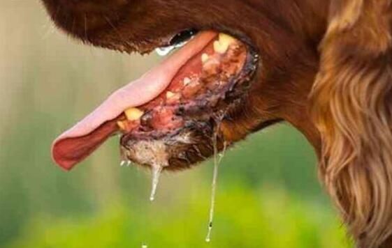 狗狗这些奇葩行为的含义,狗狗的奇怪举动正常5个表现