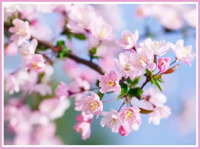 魔都四月赏花,魔都春季赏花好地方