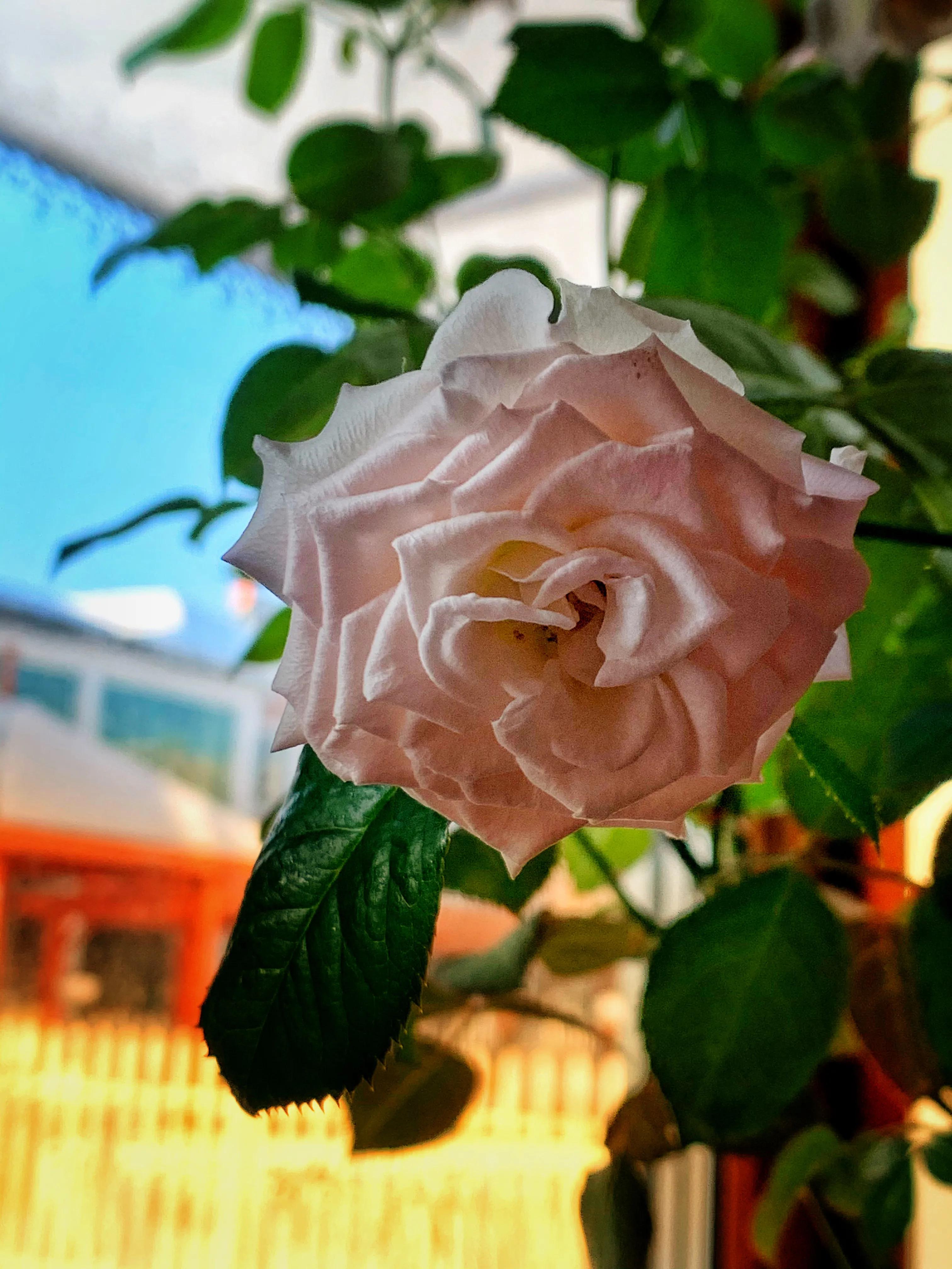 冬日里的鲜花依然盛开,冬日里盛开的第一朵鲜花