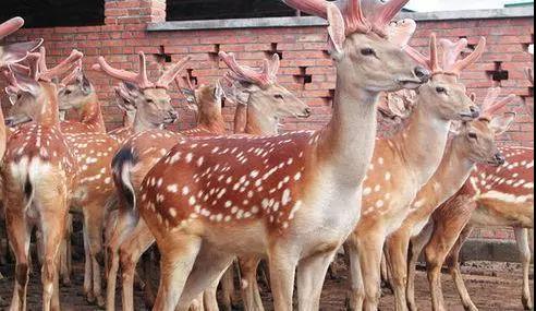 梅花鹿和马鹿的鹿茸效果一样吗,梅花鹿和马鹿茸哪个效果好