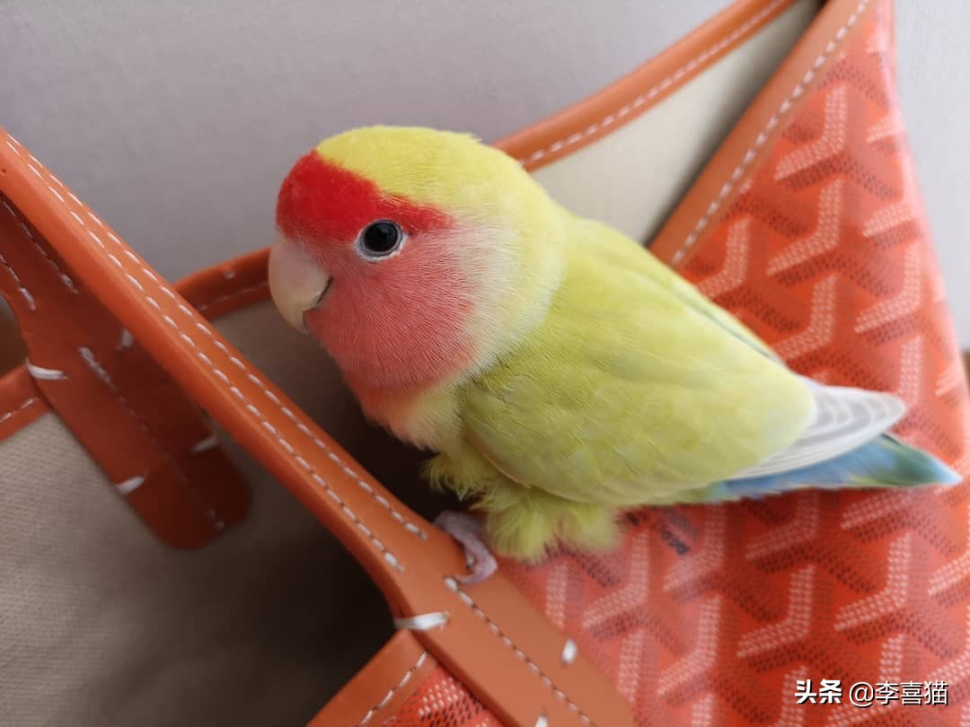 辟谣：鹦鹉虽然很可爱但不是所有的都能养，喜欢的话可以养这三种