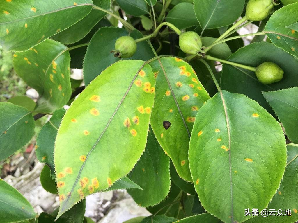 什么方法能根治梨锈病,梨锈病怎样防治