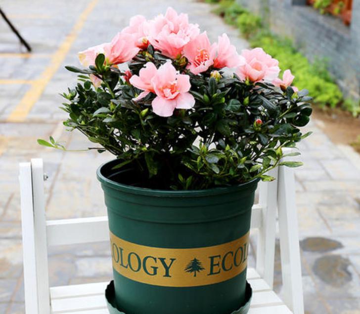 杜鹃花过年能摆放吗,杜鹃花过年