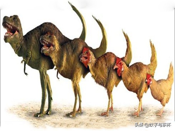 恐鸡症是什么原因,恐鸡症和羽毛恐惧症