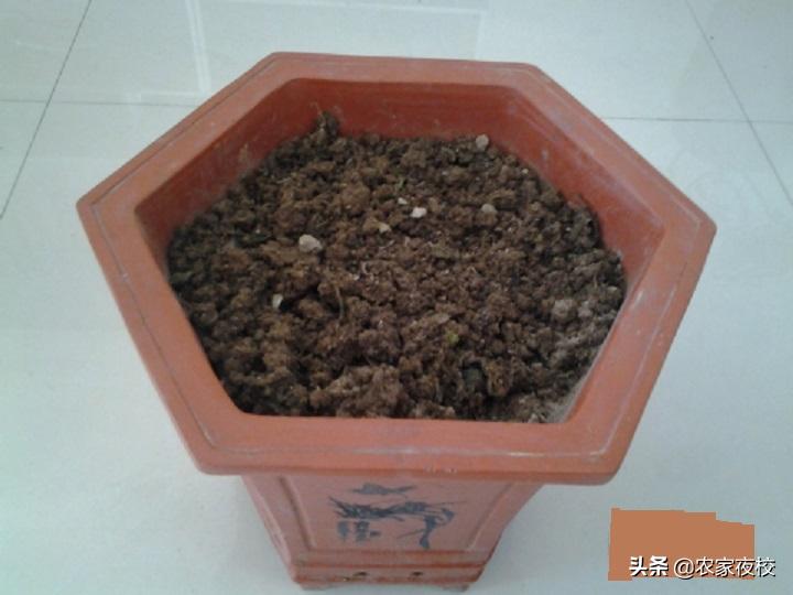 香菜根用土能栽活吗,无土栽培香菜根怎么处理