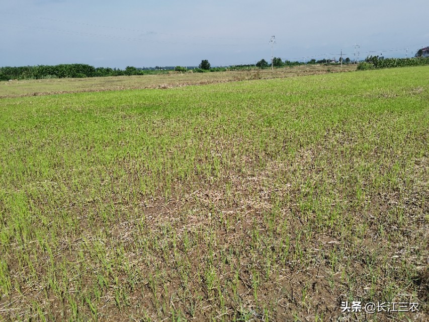 旱稻种植在水田里能成吗,旱稻是直接种在地里吗