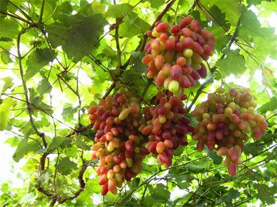 百种味道的果子,四季百种果子图片