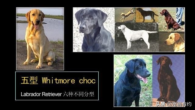 拉布拉多犬特点和缺点分析图,拉布拉多犬形态标准图