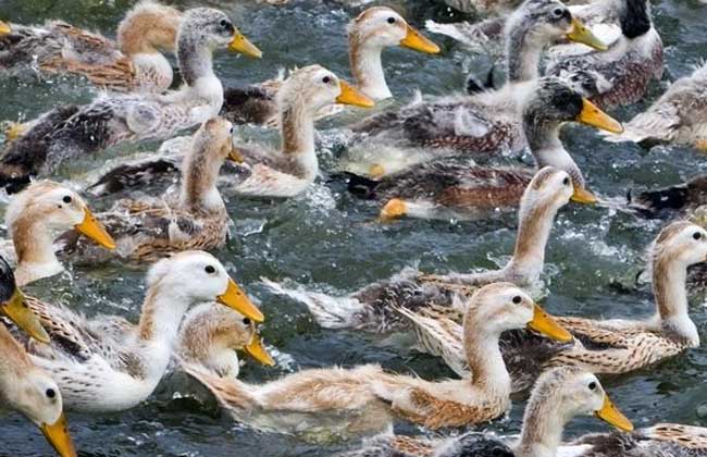 养殖1000只蛋鸭能挣多少钱,怎样养殖蛋鸭鸭苗