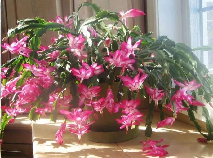 蟹爪兰叶子蔫了缺水怎么补救,蟹爪兰叶片干瘪发软怎么补救