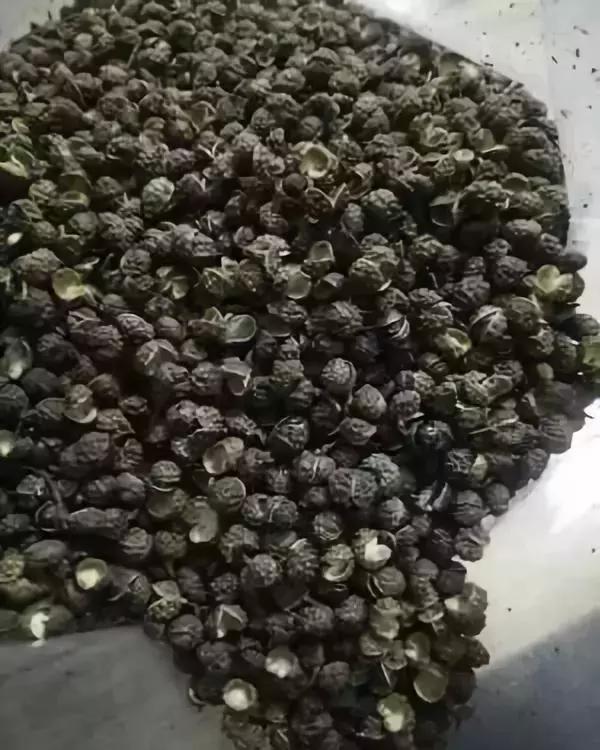 花椒、麻椒、藤椒有啥区别，在烹饪中如何与食材搭配才能最美味？