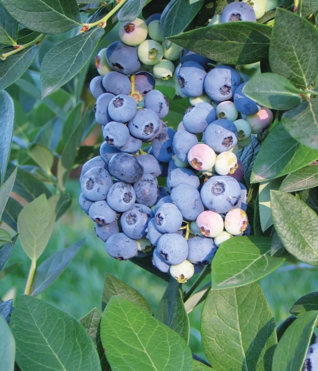 阳台果树盆栽蓝莓,阳台果树推荐
