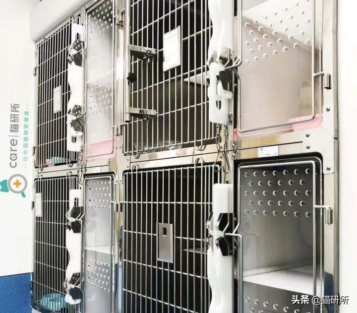 假期外出如何给猫咪找靠谱寄养,怎么找靠谱的猫咪寄养