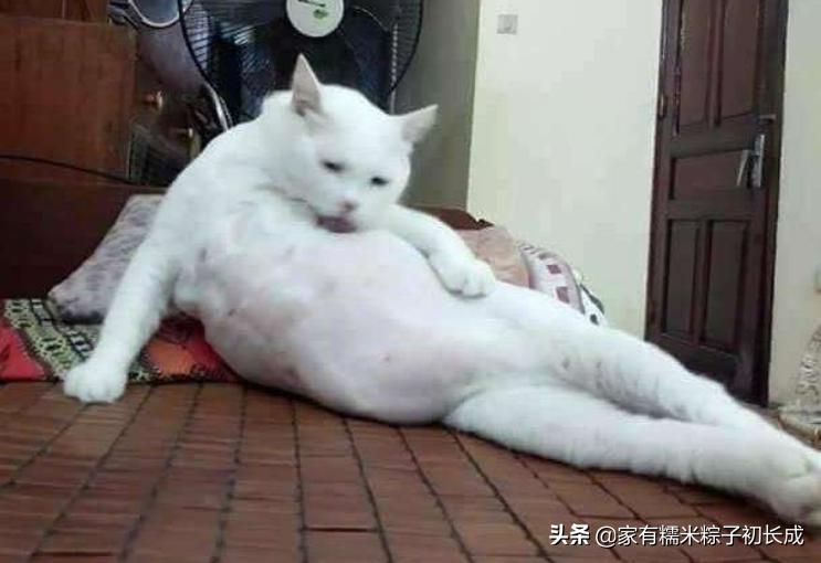 挑选猫咪时聪明人会避开这7种猫,猫主子不亲人