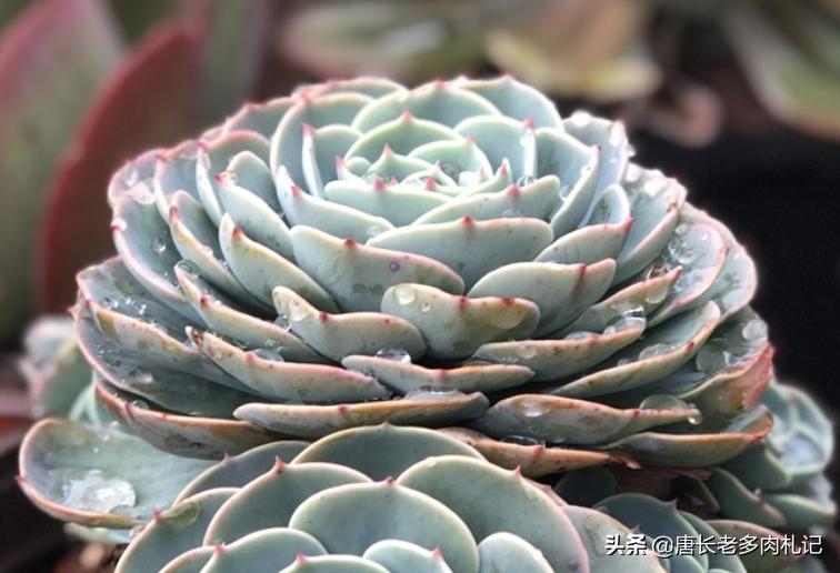 玉蝶夏季能不能摘心,怎么给多肉玉缀换盆