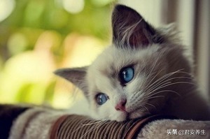 寻找猫咪的剪刀大法怎么用,猫咪丢了用剪刀怎么找回猫咪