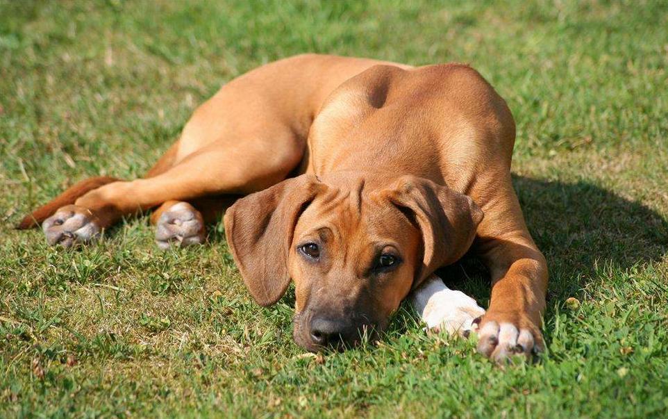 最朴实忠诚聪明的狗,最便宜最善良的狗