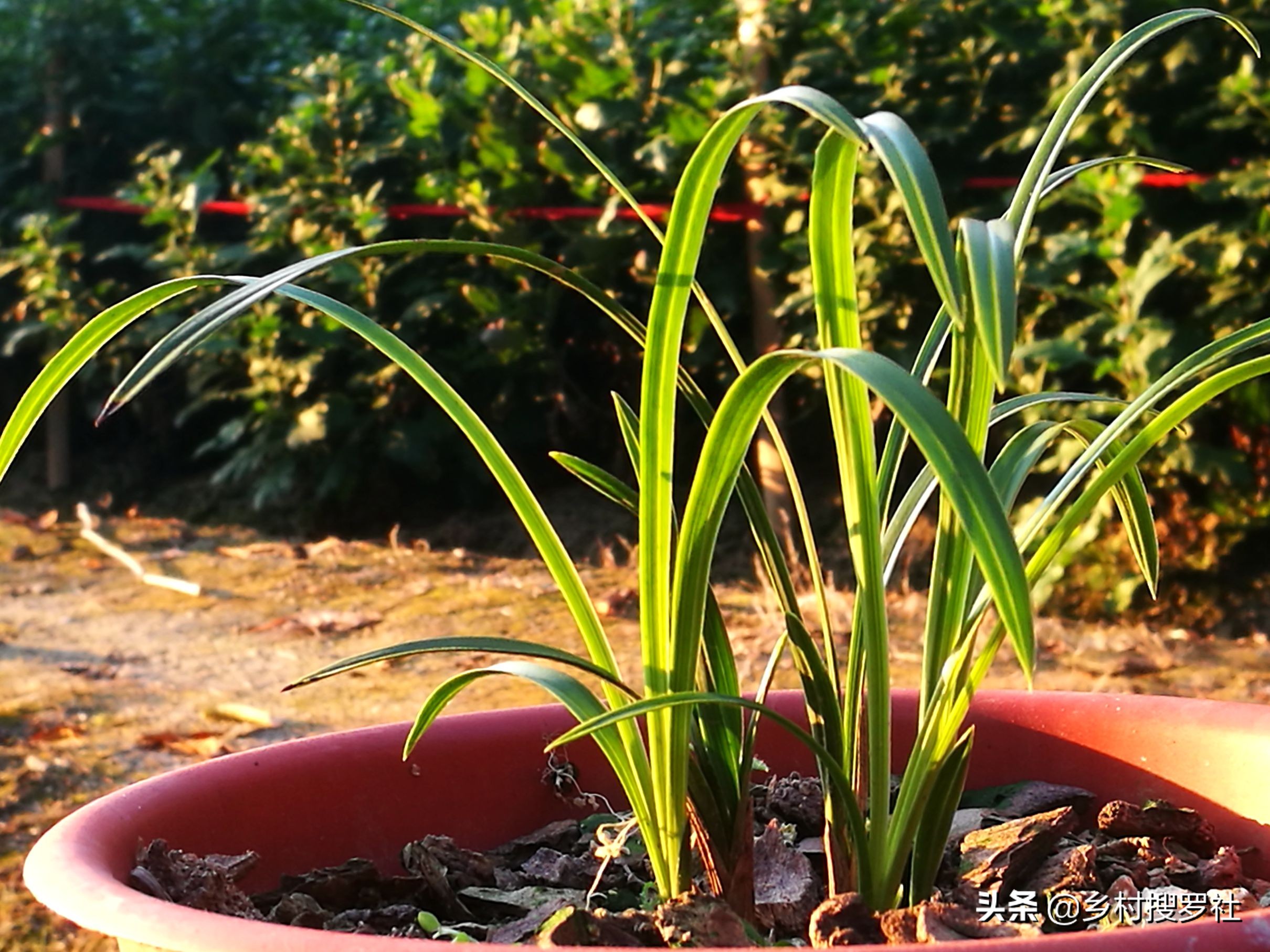 兰花用什么水喷叶子最好,兰花花朵有点干能不能喷点水雾